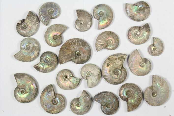 Lot: KG Silver Iridescent Ammonites (-) - Pieces #79441